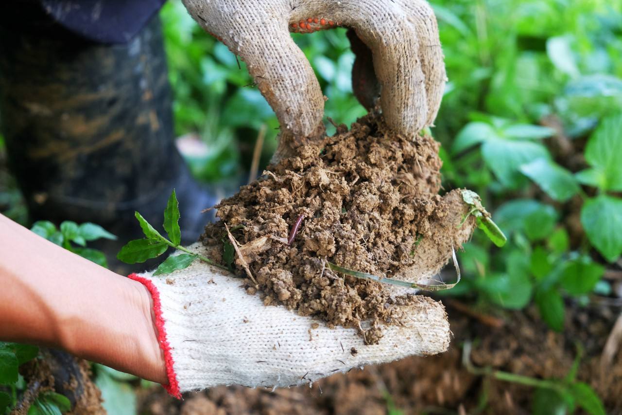 哪种环境更好：可堆肥生物塑料或PET？答案可以会让你大吃一惊